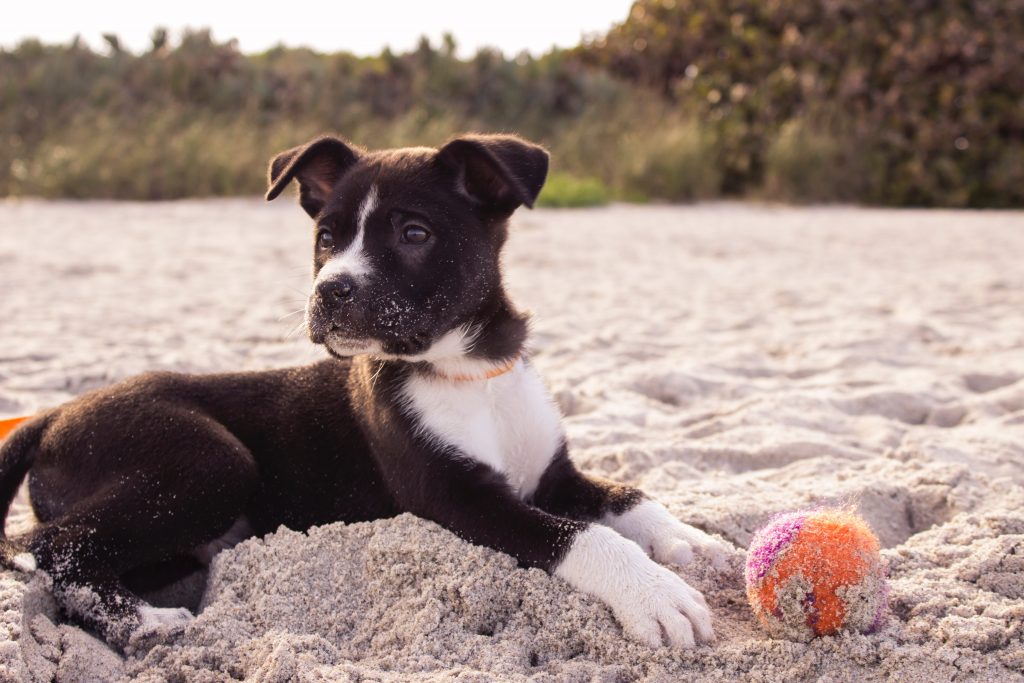 Chien-sur-la-plage