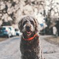 Chien-hirsute