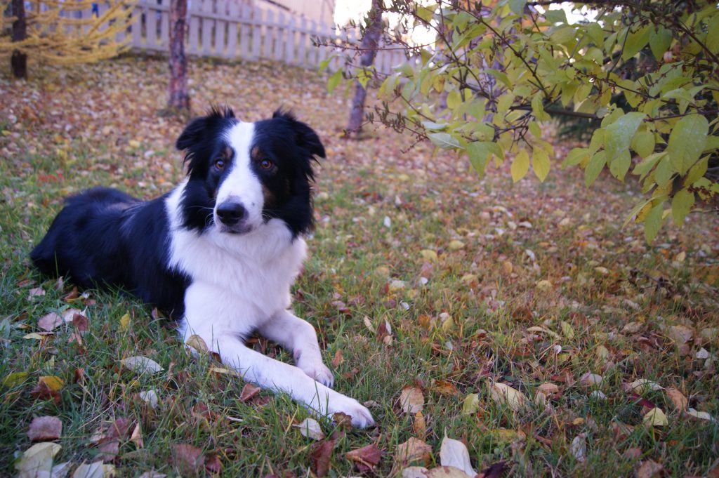 Chien dans un parc