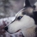 Fier-husky-menacant