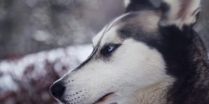 Fier-husky-menacant