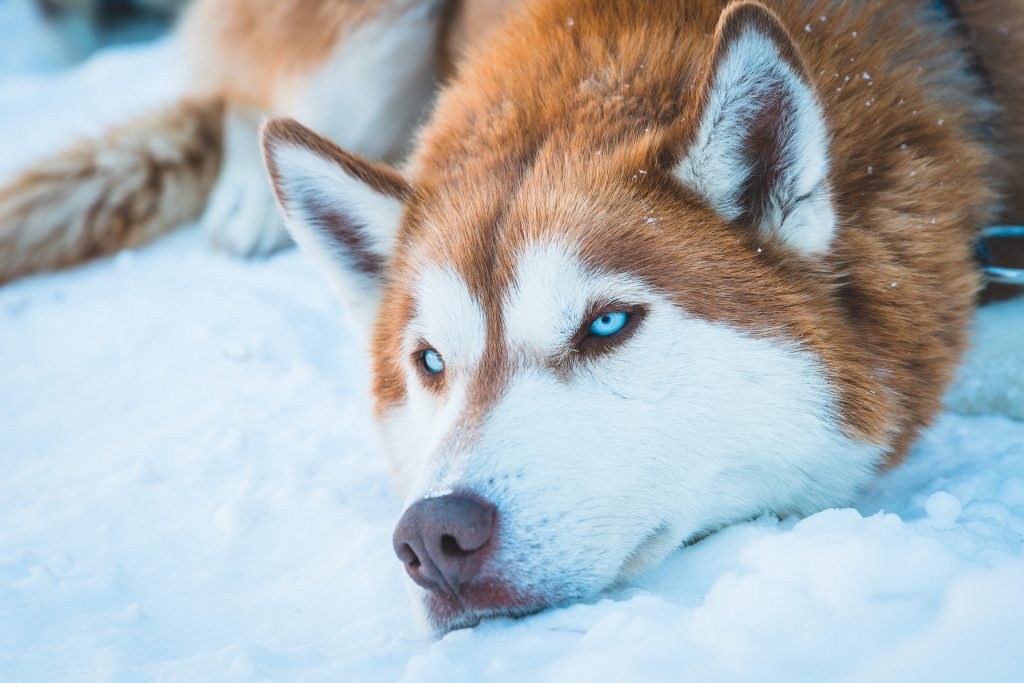 husky-yeux-bleus