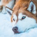 husky-yeux-bleus