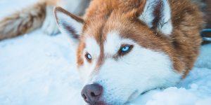 husky-yeux-bleus