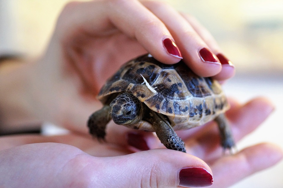 tortue terrarium